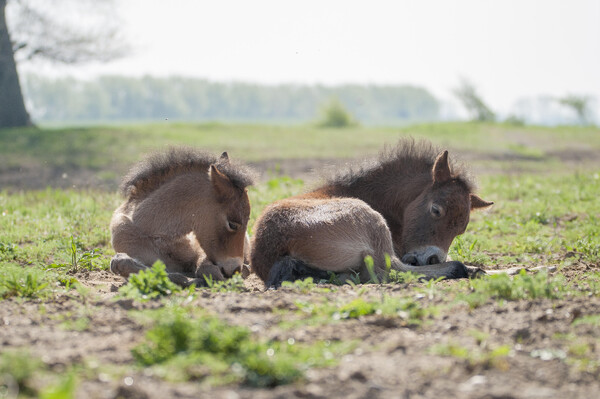 Lentewandeling door uiterwaarden Keent