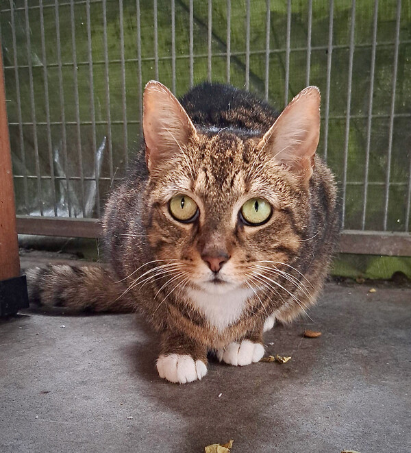 De cypers-witte poes René: Het asieldier van de week