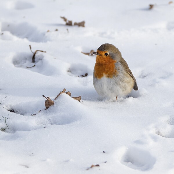 Winterwandeling Tongelaar op 26 januari