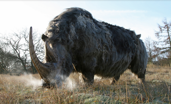 Speciale vitrine: Mammoet, neushoorn, haai en dolfijn in het Land van Cuijk  