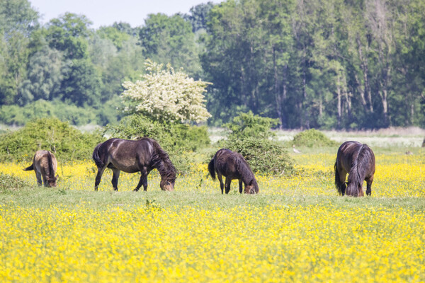 IVN Grave organiseert natuurwandeling door Raamdal en Langven nabij Langenboom