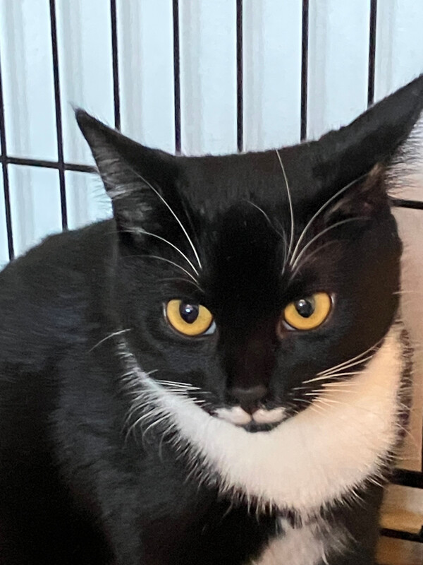 Jonge kat Jessica zoekt nieuw thuis