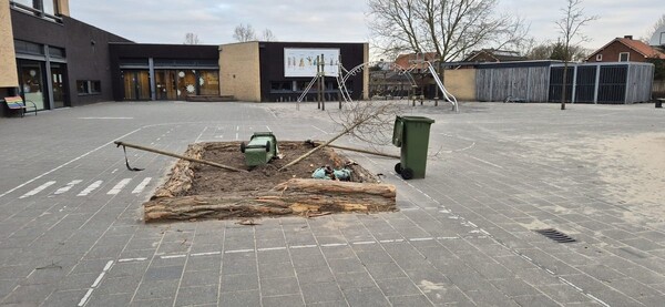 Nieuwe magnolia op schoolplein Sint Anthonis vernield 