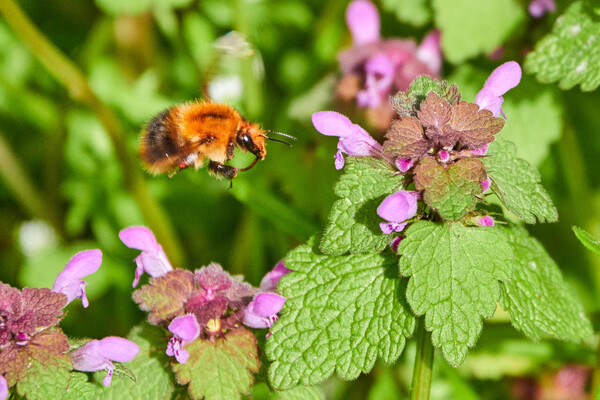 De bij en wij: lezing over belang van insecten in natuur en voedselketen