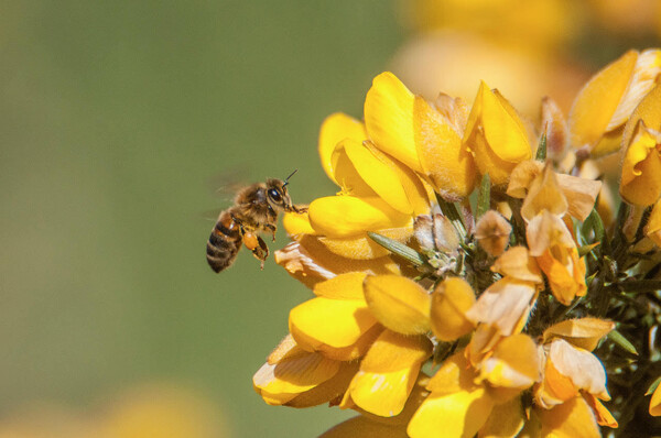 De bij en wij: lezing over belang van insecten in natuur en voedselketen