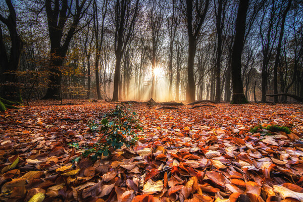 Herfst in het Land van Cuijk in volle 'bloei'
