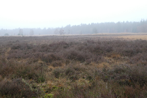 Op zondag 21 januari om 13.30 uur organiseert IVN De Maasvallei een wandeling in Molenheide.