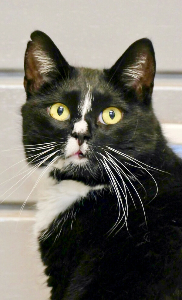 Het asieldier van de week: kater Ushi