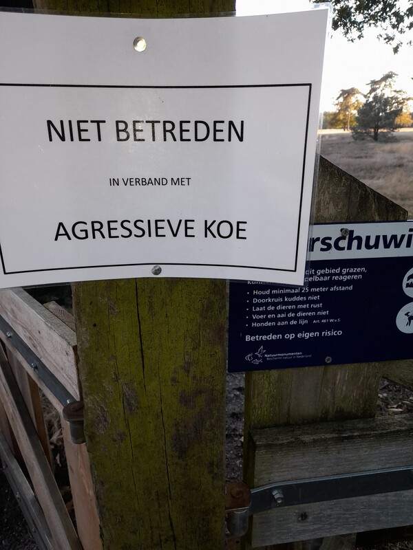 Agressieve koe in Wilbertoord