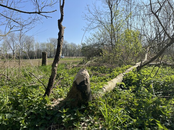 Beversafari op Landgoed Tongelaar: In het spoor van de bever