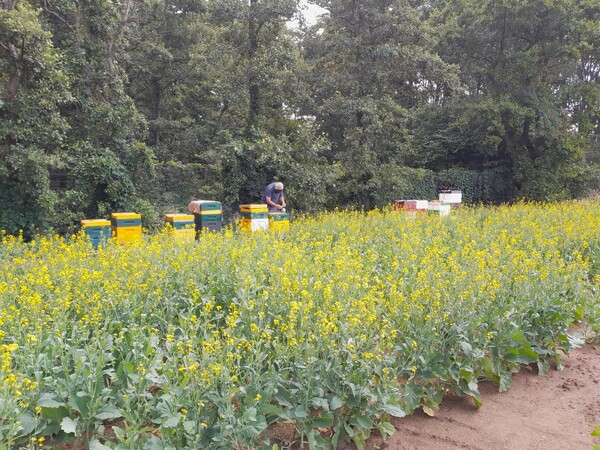Bijenkasten van Imkerijvereniging Land van Cuijk (foto: Imkervereniging Land van Cuijk)