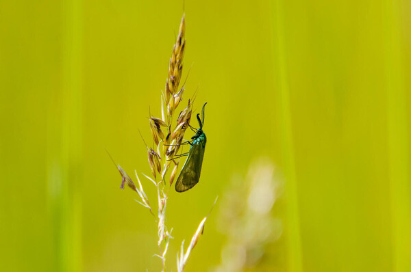Op zoek naar waterbeestjes, lentebloeiers en ander bijzonder leven in natuurgebied Broekse Wielen in Escharen