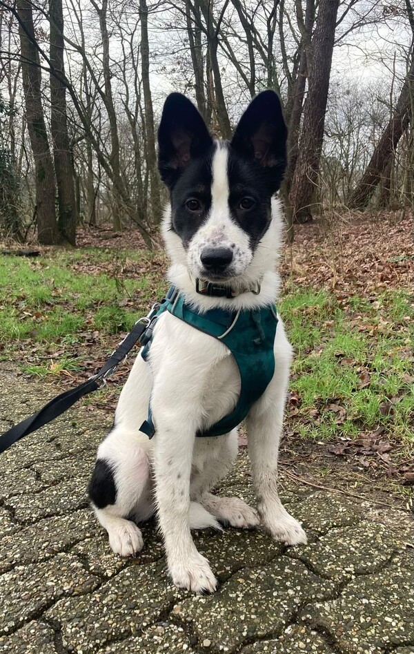 Het asieldier van de week is hond Mila.
