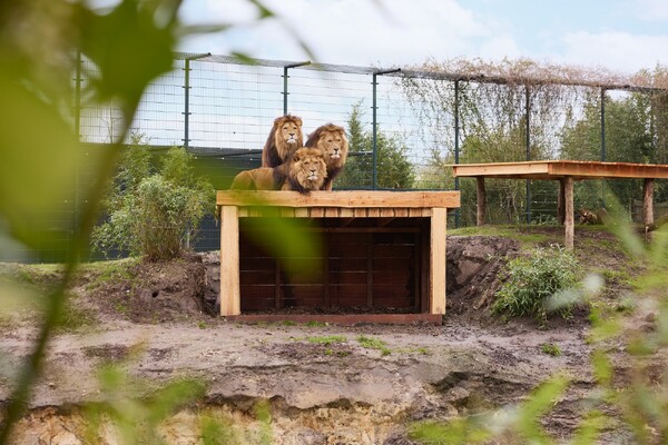 Bouw verblijf nevelpanter in ZooParc gestart, andere werkzaamheden klaar