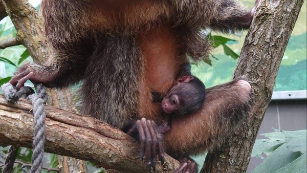 Witgezichtsaki geboren in ZooParc