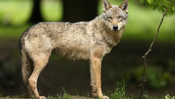 Wel een foto van een echte wolf (foto: ANP)