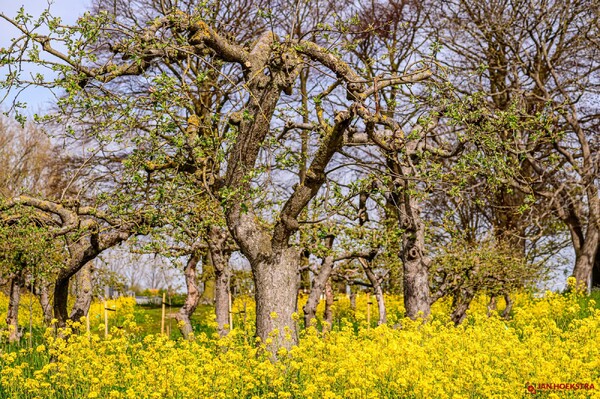 Nieuw bomenbeleid met bijdragen aan biodiversiteit en klimaatdoelen in raadsvergadering