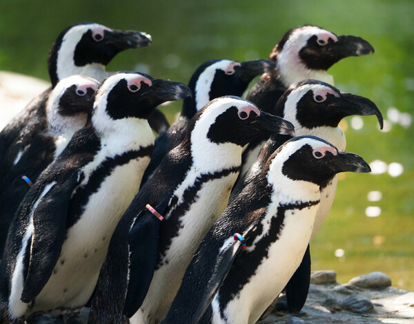 ZooParc Overloon heeft nu zonnebrandpaal