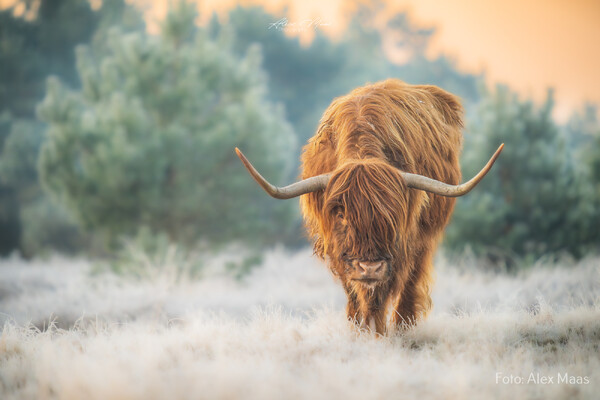 Foto: Alex Maas