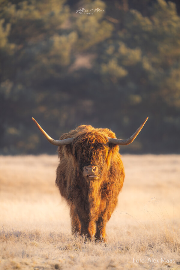 Foto: Alex Maas