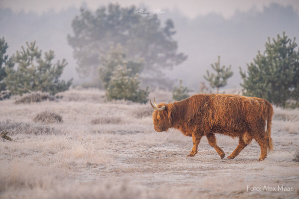 Foto: Alex Maas