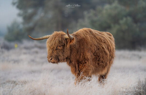 Foto: Alex Maas