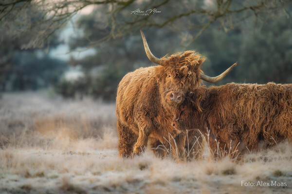 Foto: Alex Maas