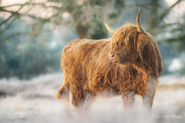 Foto: Alex Maas
