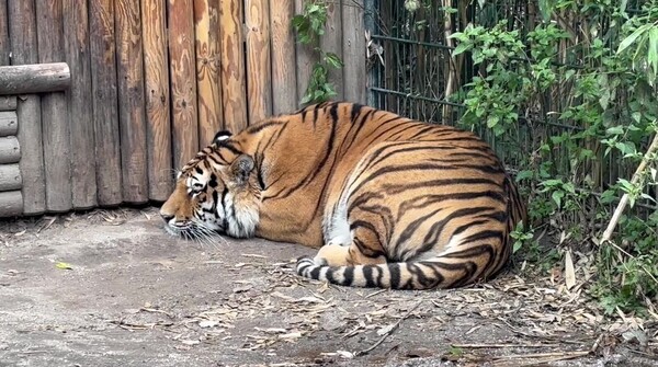 Nieuwe Amoertijger arriveert in ZooParc Overloon als onderdeel van Europees fokprogramma