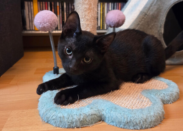 Foto: Dierenasiel Hokazo