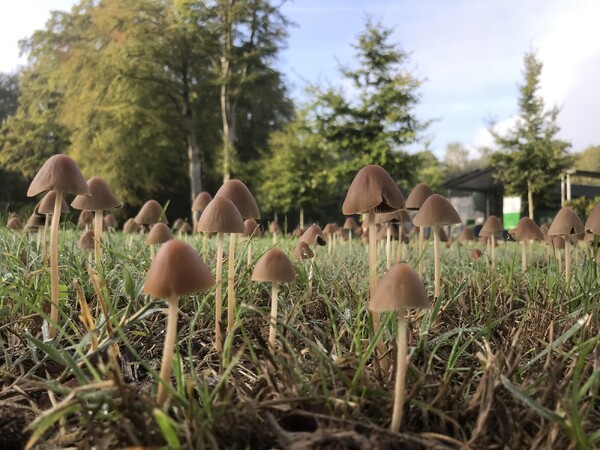IVN organiseert paddenstoelenwandeling in Velp