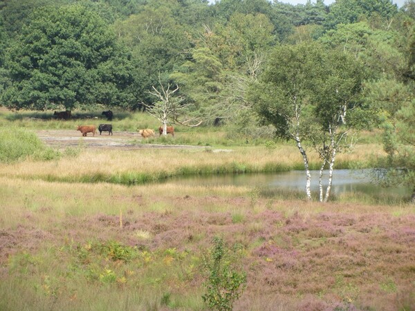 Foto: Het Limburgs Landschap, Lia Oosterwijk. 