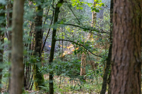 Foto: Albert Hendriks