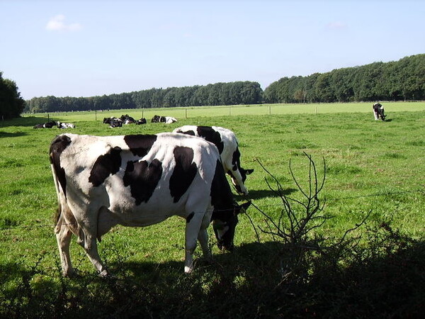 foto: Wikipedia 
