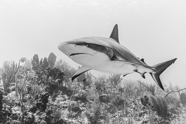 Filmklassieker Jaws terug in Filmcafé Grave