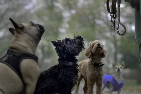 Dorpsraad Mill stelt drie losloopveldjes voor honden voor