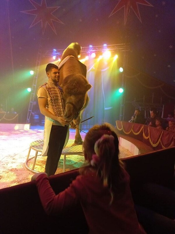 Circus Bossle geeft voorstellingen tijdens Pinksterweekend in Haps