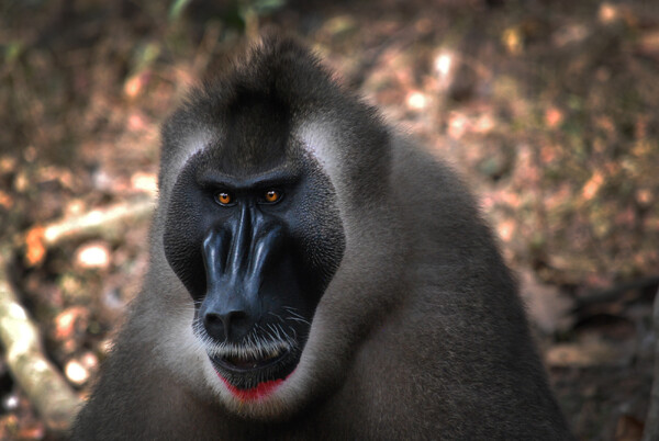 ZooParc kondigt komst unieke dieren aan, waaronder bedreigde dril