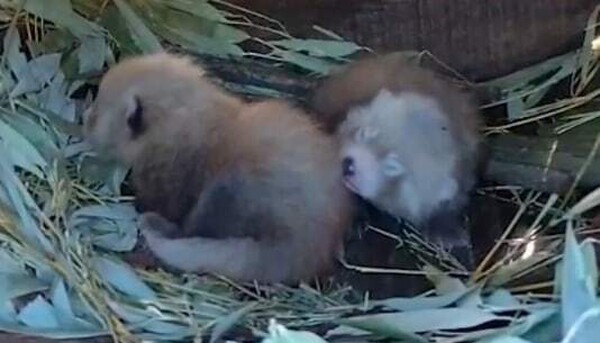 foto: ZooParc Overloon