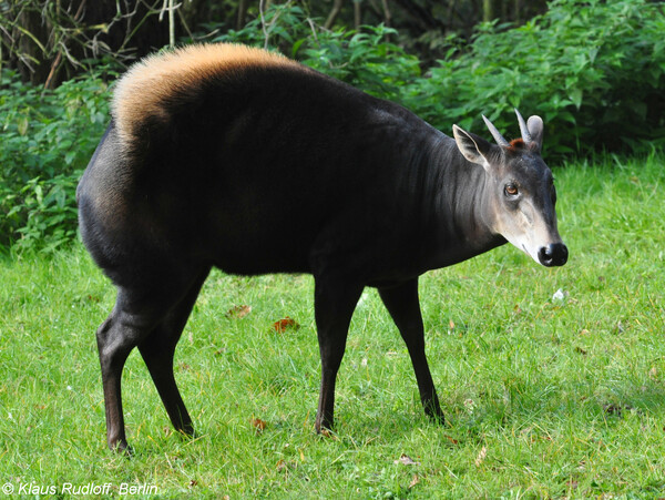 Foto: ZooParc Overloon