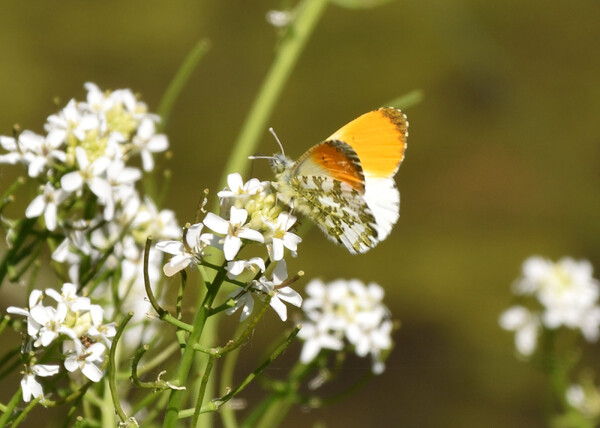 Wilde planten Eldorado op Tongelaar