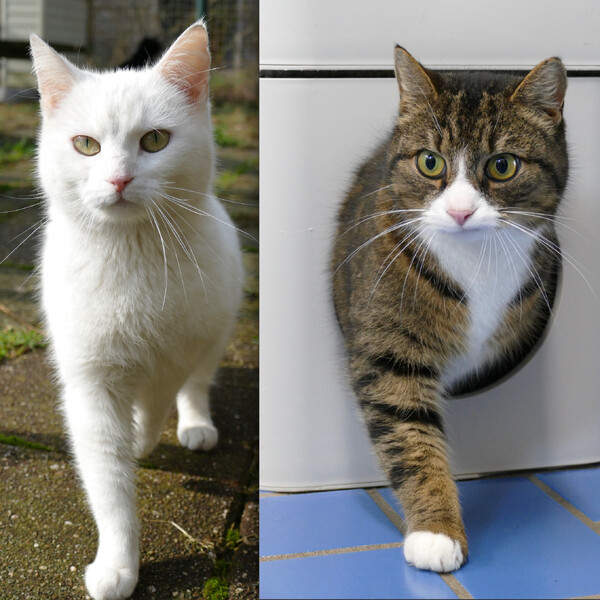 Asieldier van de week: Bibi en Gijs 