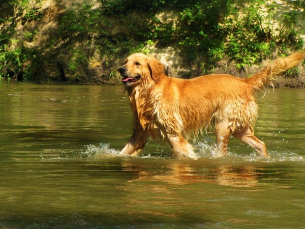 Golden Retriever in het water. (foto: Greyerbaby)