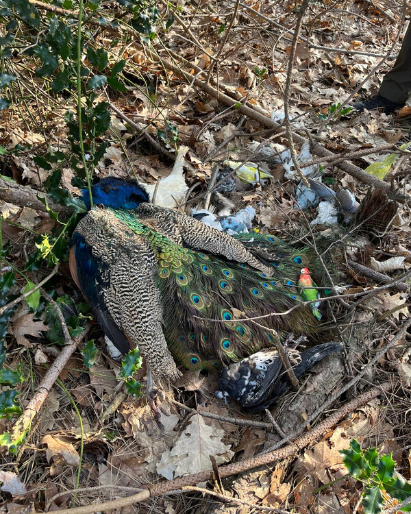 Dode tropische dieren aangetroffen in bos bij Overloon