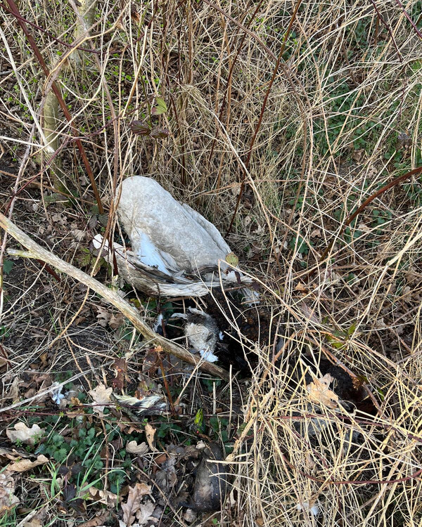 Dode tropische dieren aangetroffen in bos bij Overloon