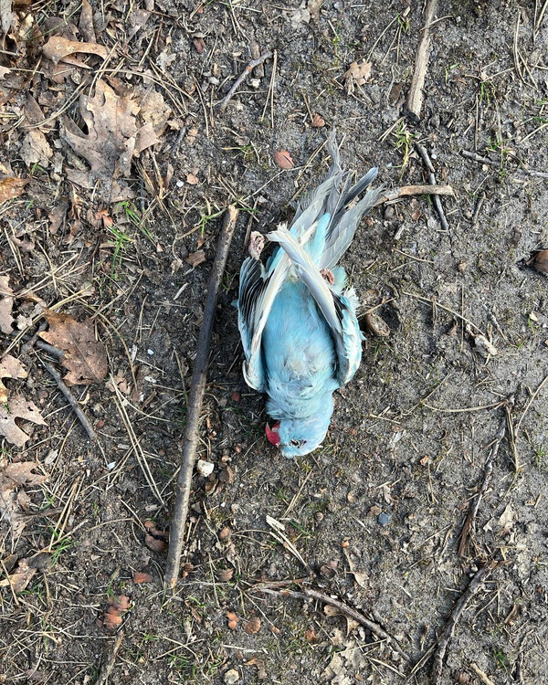 Dode tropische dieren aangetroffen in bos bij Overloon