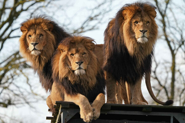 ZooParc Overloon neemt afscheid van leeuw: dier verhuist naar Duitsland