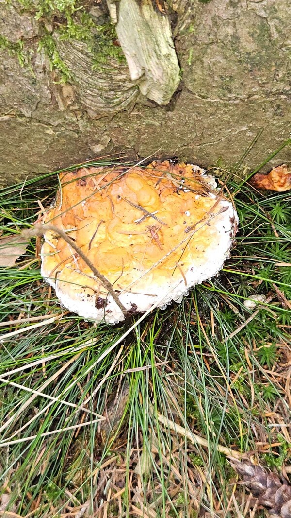 Foto: Wilma Cornelissen