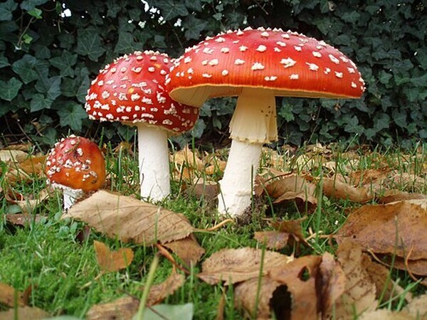 Foto: Wilma Cornelissen