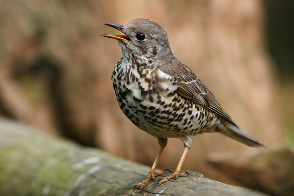 Tuin-, park- en bosvogels dichtbij huis